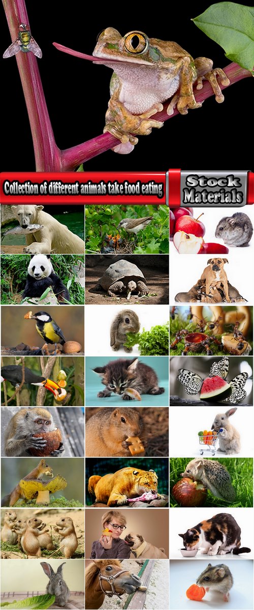 Collection of different animals take food eating insect predator primate mammals 25 HQ Jpeg