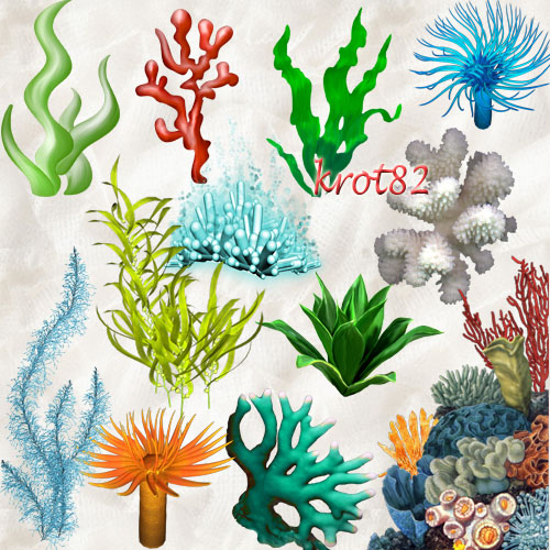 Морской клипарт на прозрачном фоне – Водоросли, кораллы 