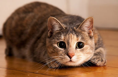 Ученые выяснили, что большая часть кошек — левши