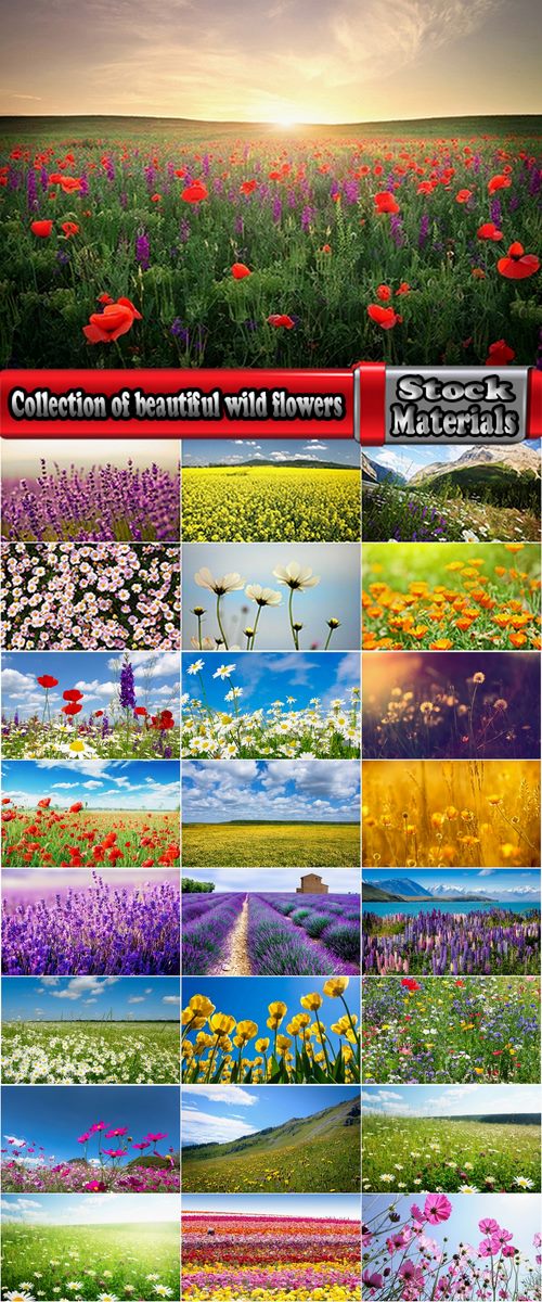 Collection of beautiful wild flowers field landscape 25 HQ Jpeg