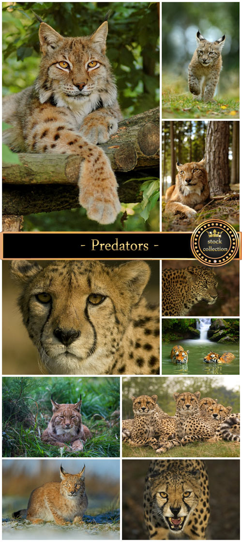 Predators, lynx, leopard - stock photos
