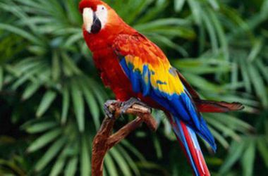 Ученые выяснили, что заставляет попугаев  имитировать человеческую речь