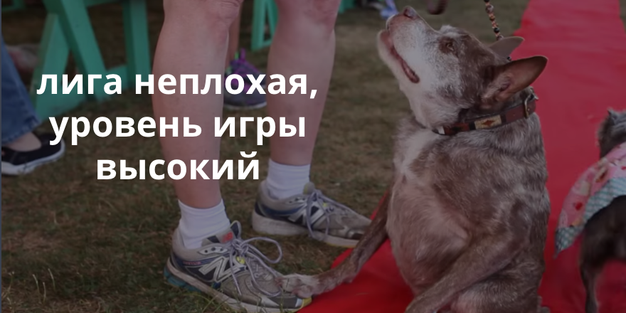 Самые уродливые собаки мира рекламируют российскую премьер-лигу