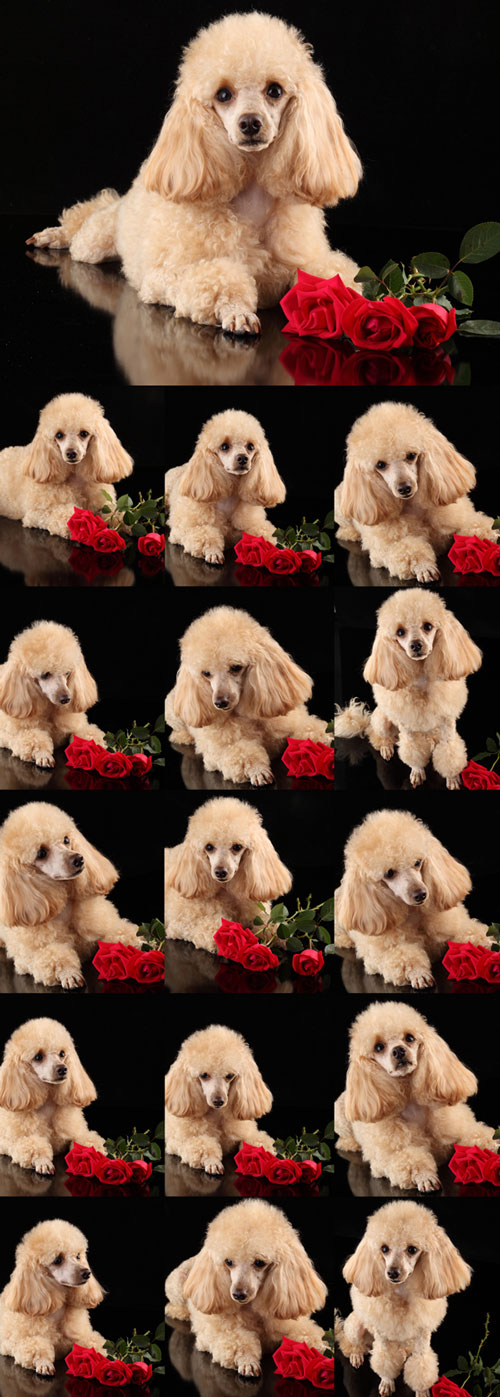 Cute puppy poodle and red roses