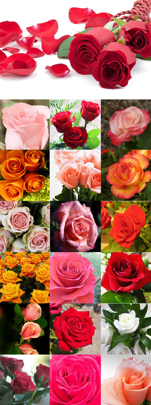 Beautiful roses of different colors Raster Graphics