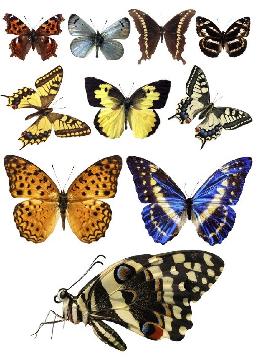 Насекомые: Бабочки и мотыльки (прозрачный фон)