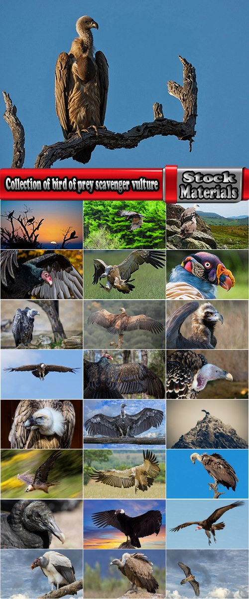 Collection of bird of prey scavenger vulture wing feather flight beak 25 HQ Jpeg