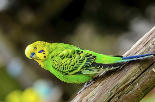 Как обучить разговору волнистого попугая (ВИДЕО)