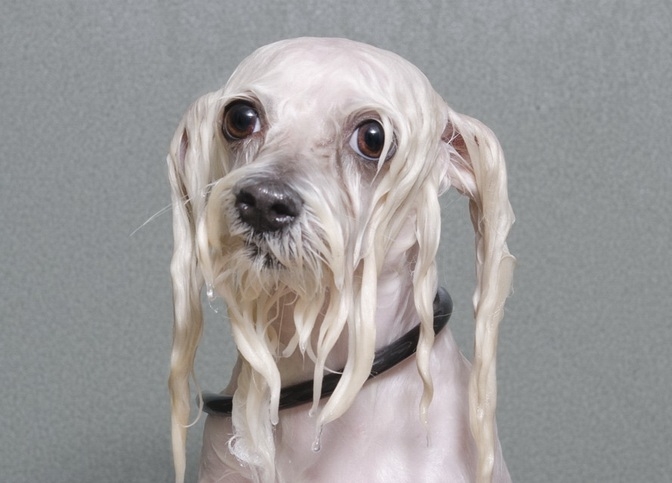 Забавные животные: Софи Гаманд сделала фотосессию мокрых собак (ФОТО)