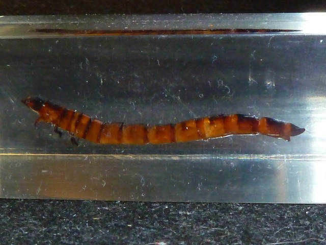 Насекомые №78 - Чернотелка зофобас (личинка) (Zophobas)