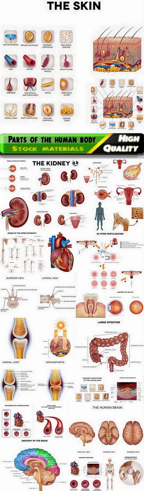 Parts of the human body and their diseases