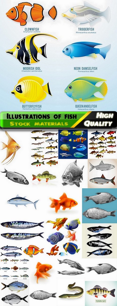 Illustrations of different realistic fish - 25 Eps
