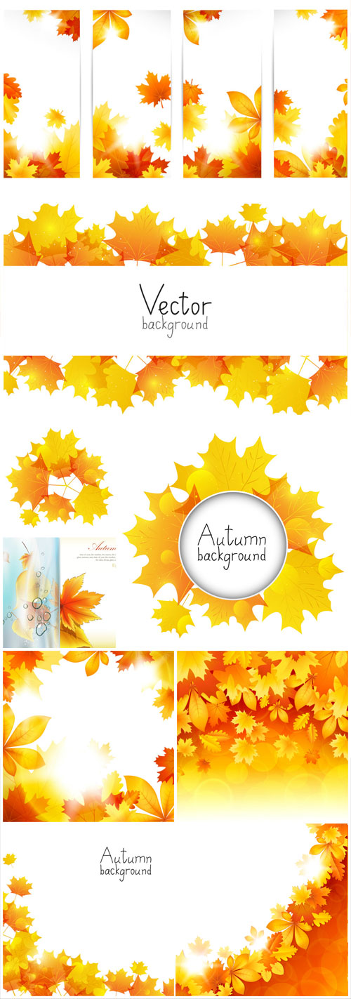 Leaves on a white background autumn vector